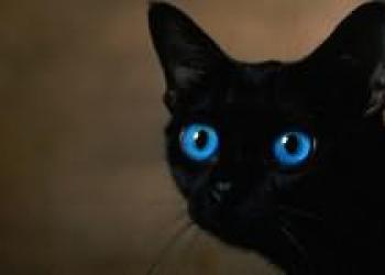 Толкование снов черная кошка