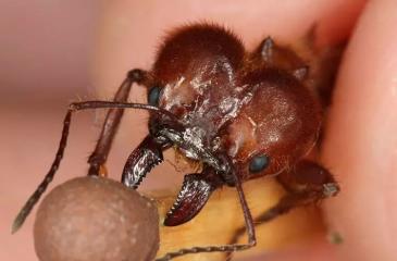 Как избавиться от муравьев в доме и квартире своими силами?