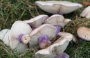 Как выглядят грибы синеножки Когда собирать гриб синяя стопка